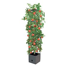 Pot à culture de tomates, avec tuteur