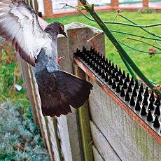 Pics anti pigeons et oiseaux, lot de 10