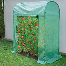 Tomatengewächshaus