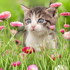 Parure de lit chatons de printemps