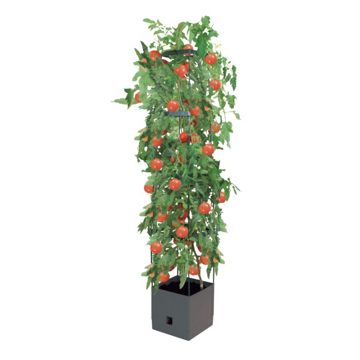 Tomatenturm für Aufzucht anthrazit