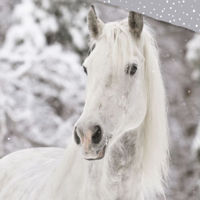 Bettwäsche mit Winterpferd