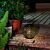 Lanterne solaire avec ornements, LED blanc chaud