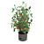 Tomatenturm Jumbo