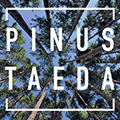 Interlink Pinus Taeda
